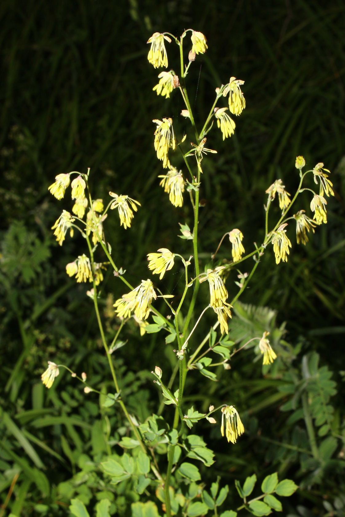 Thalictrum minus / Talittro minore